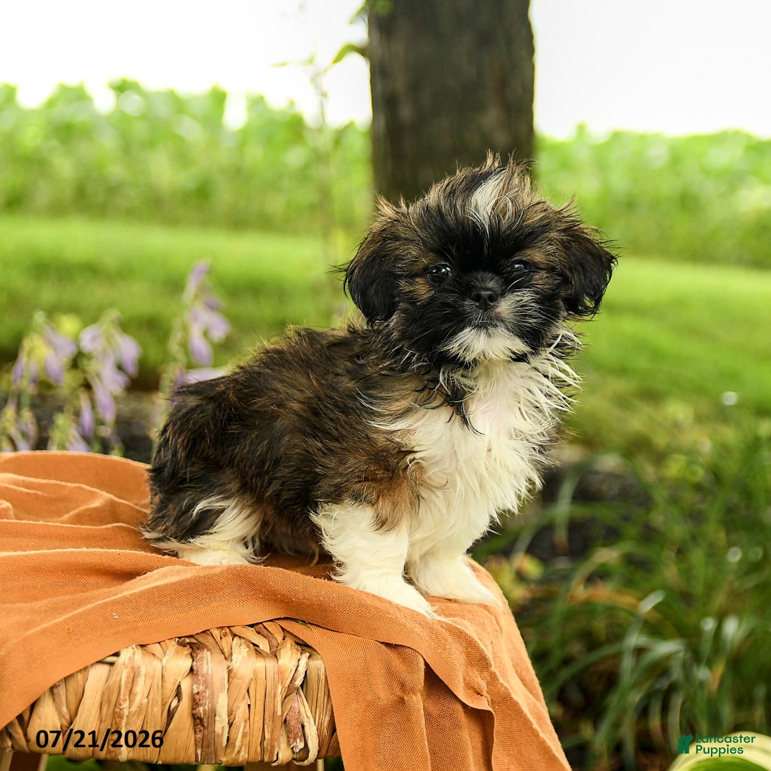 Shih Tzu dogs Zeke - Ad 2
