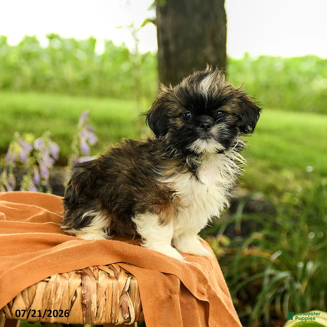 Shih Tzu dogs for sale: Zeke - Ad 2