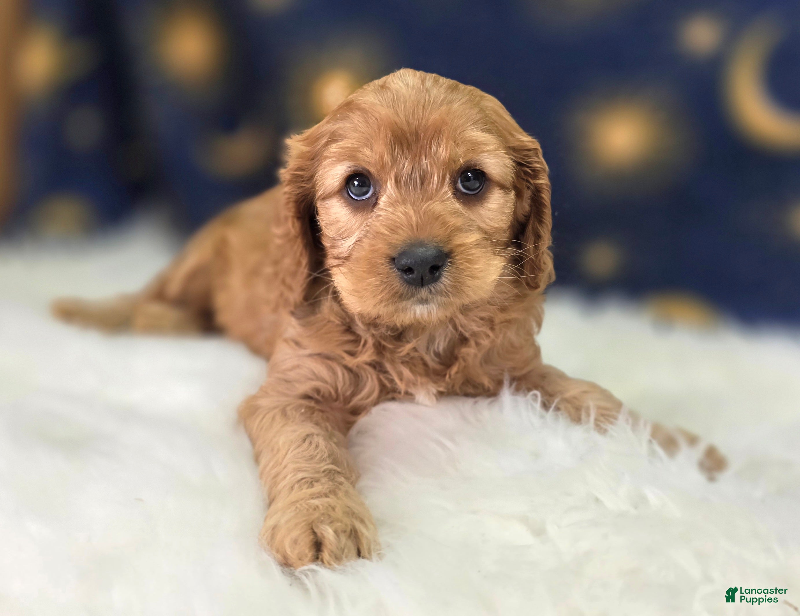 Cavapoo dogs Kodiak - Ad 33