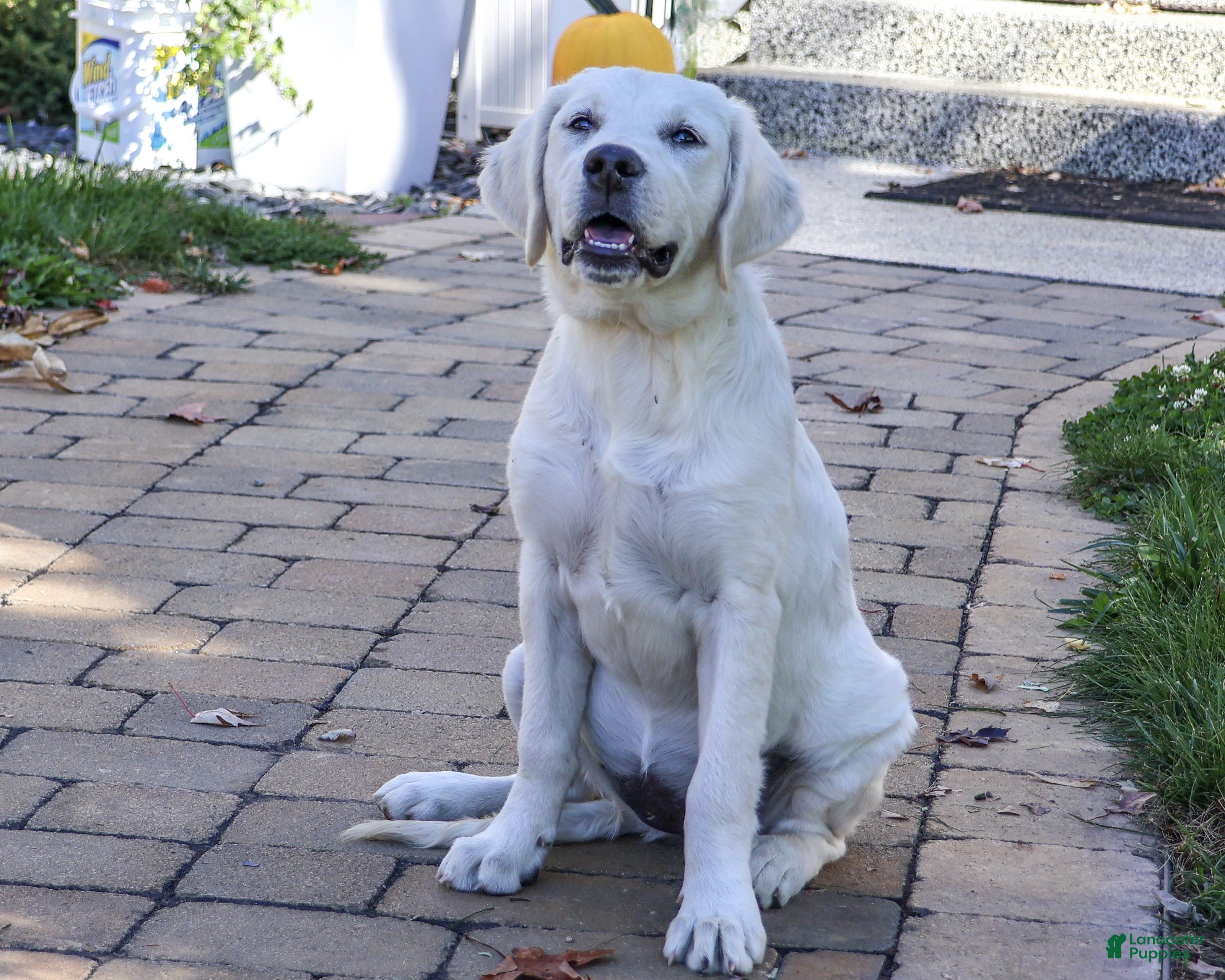 Golden Retriever dogs for sale: Tallulah - Ad 1
