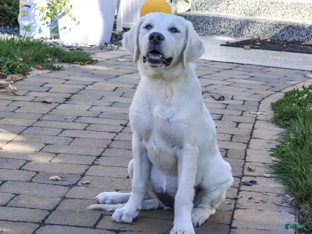 Golden Retriever dogs for sale: Tallulah - Ad 1