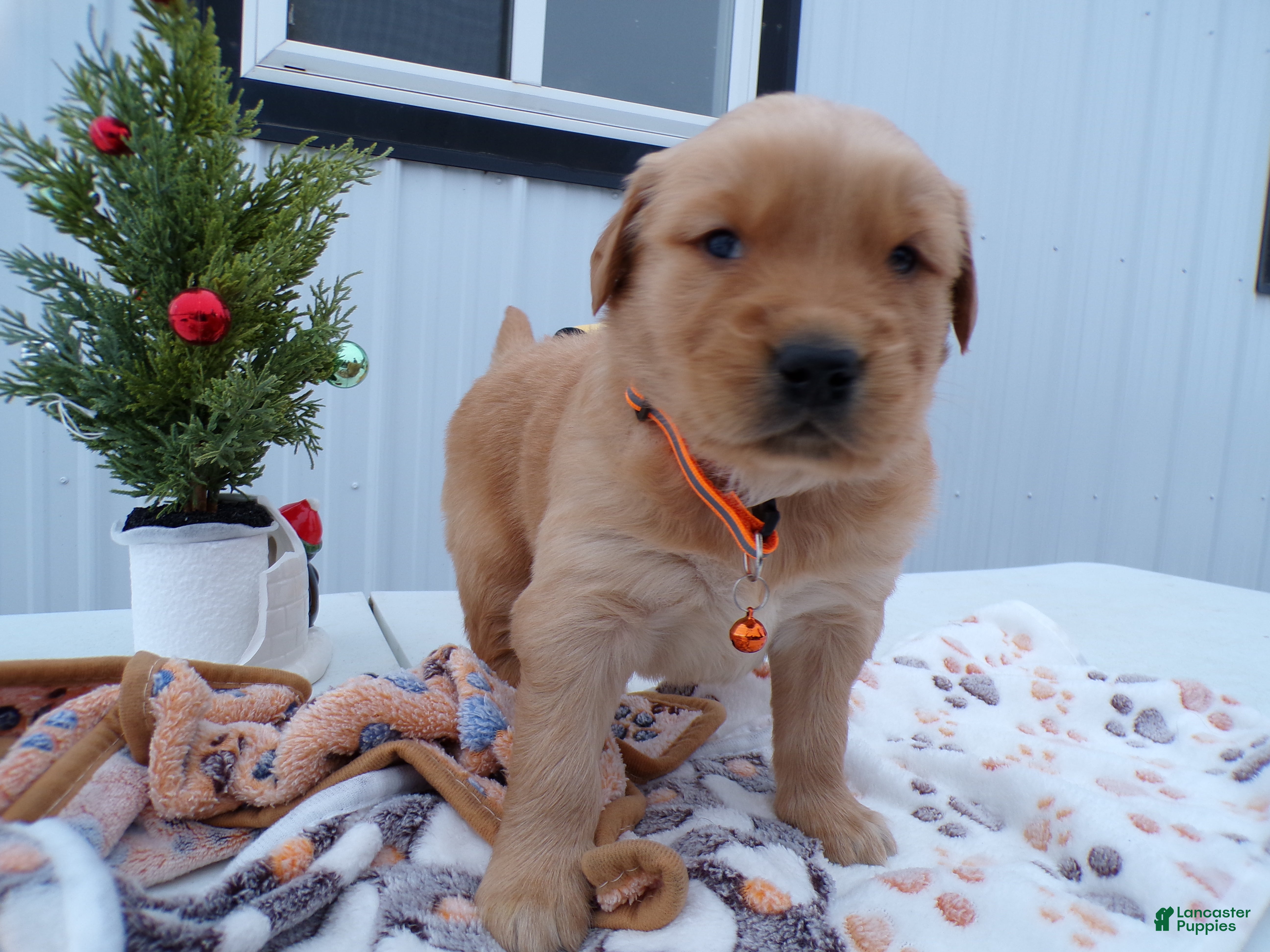 Golden Retriever dogs Golden Retriever Puppy 2 Baxter - Ad 15