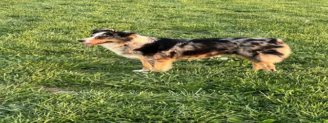Mya