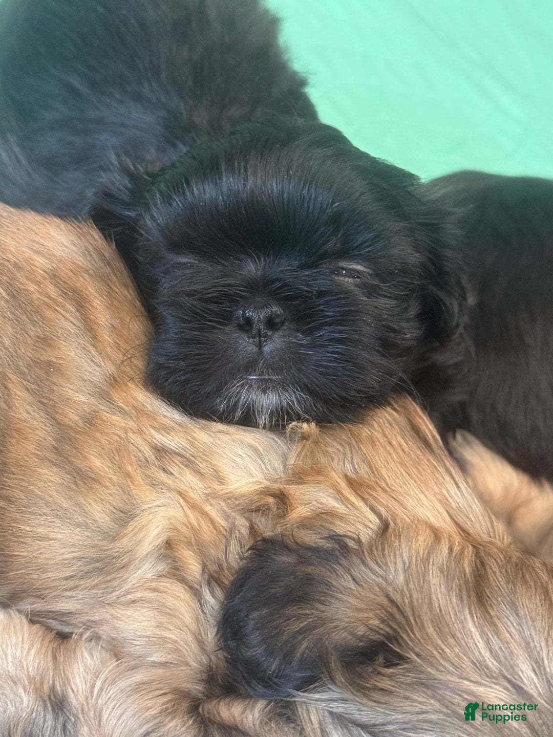 Shih Tzu dogs for sale: Raven - Ad 2