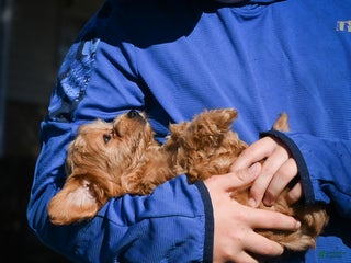 Bichpoo dogs - Ad 34