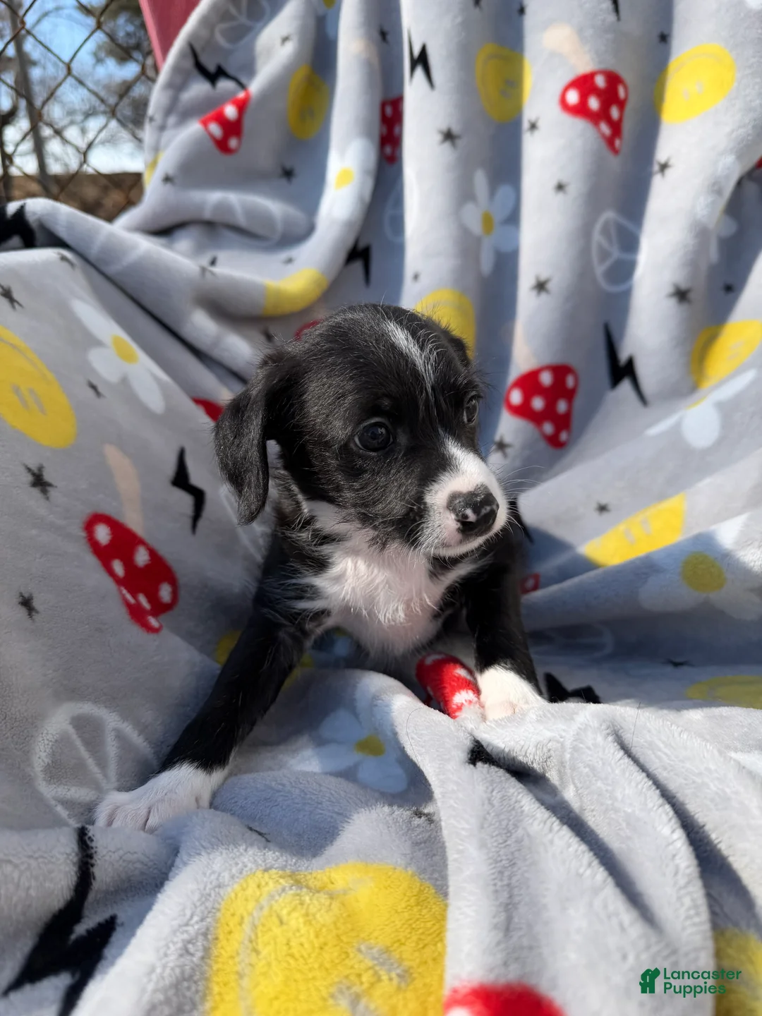 Mixed Breed dogs for sale: Mixed Breed Puppy 3 - Ad 2