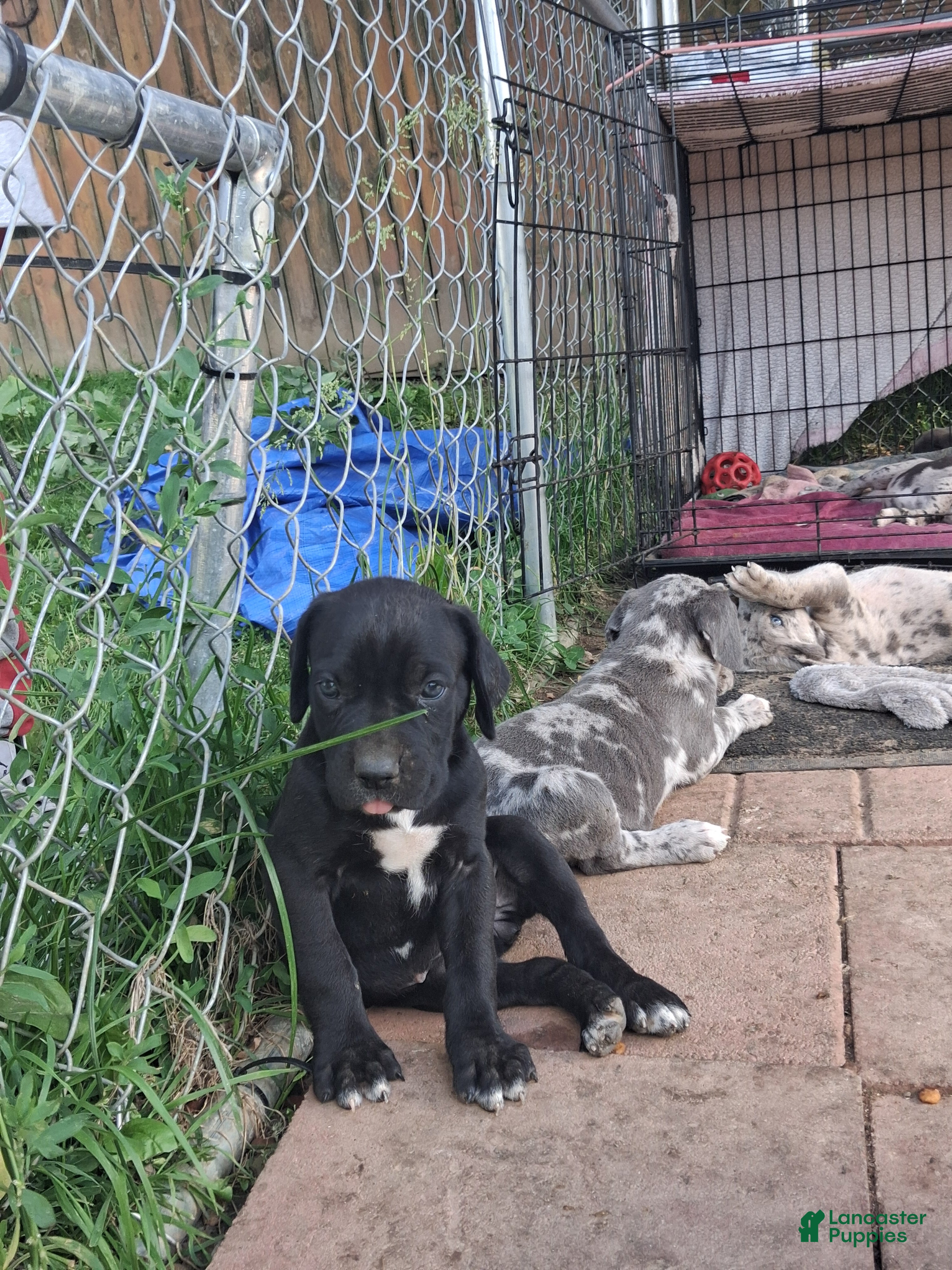 Daniff dogs LOVE-Daniff Puppy 8 - Ad 1