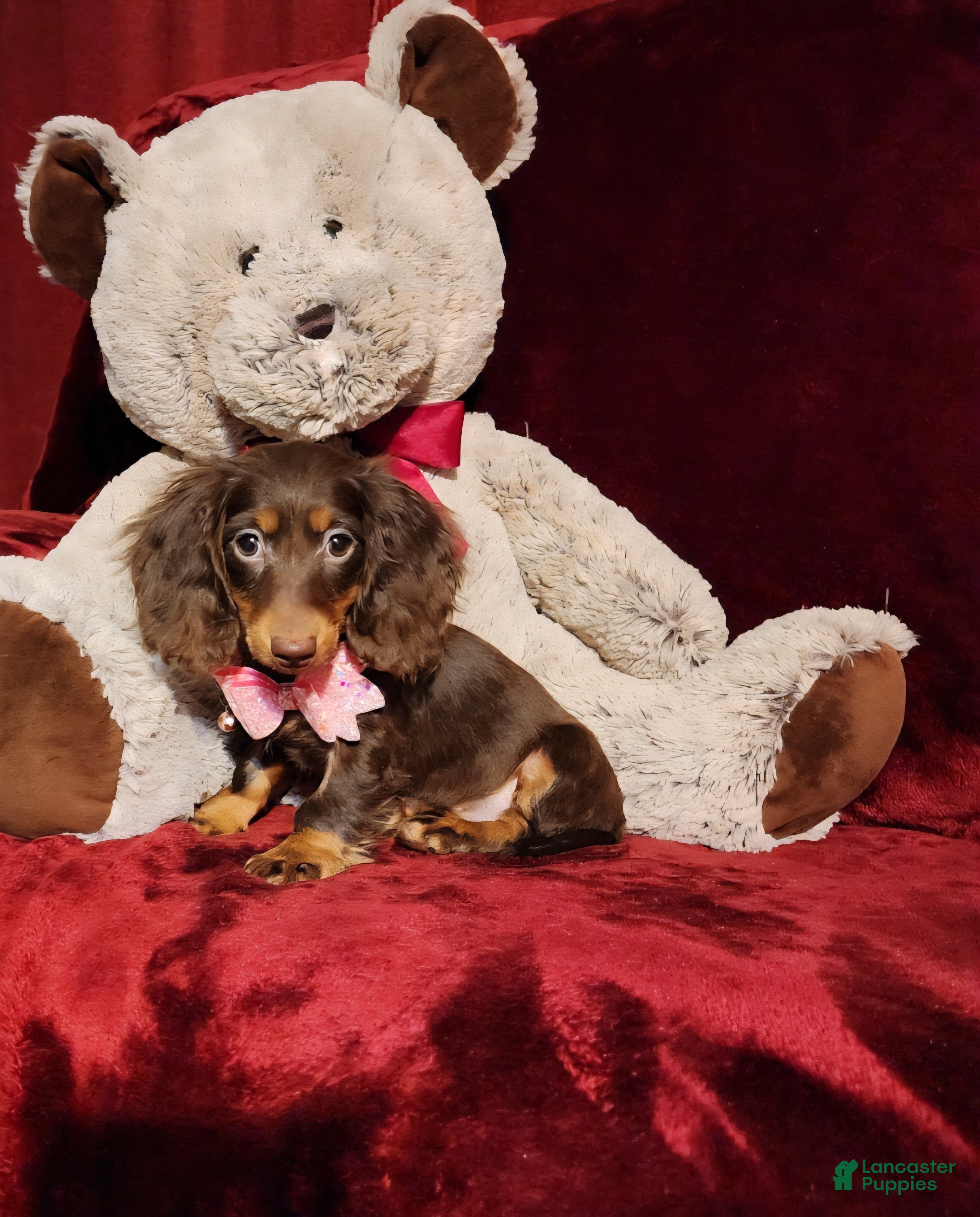 Miniature Dachshund dogs HAZEL - Ad 3