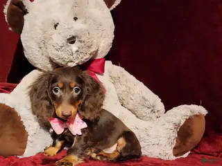 Miniature Dachshund dogs HAZEL - Ad 3