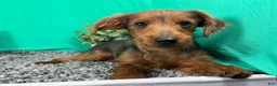 Yorkiepoo dogs for sale: Yorkiepoo 1 - Ad 3