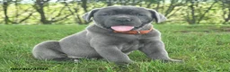 Cane Corso dogs for sale: River - Ad 4