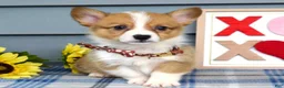Welsh Corgi Pembroke dogs for sale: Wyatt - Ad 1