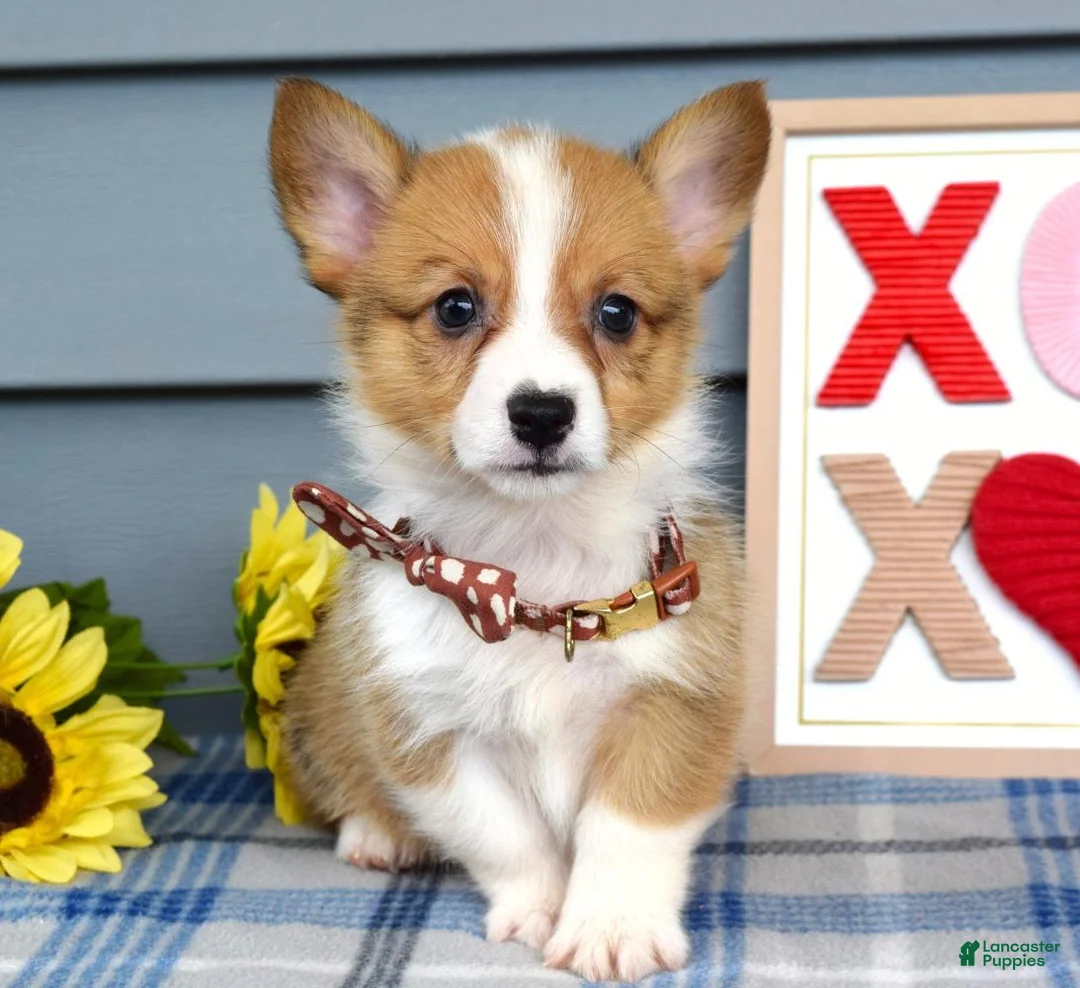 Welsh Corgi Pembroke dogs for sale: Wyatt - Ad 1