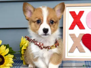 Welsh Corgi Pembroke dogs for sale: Wyatt - Ad 3