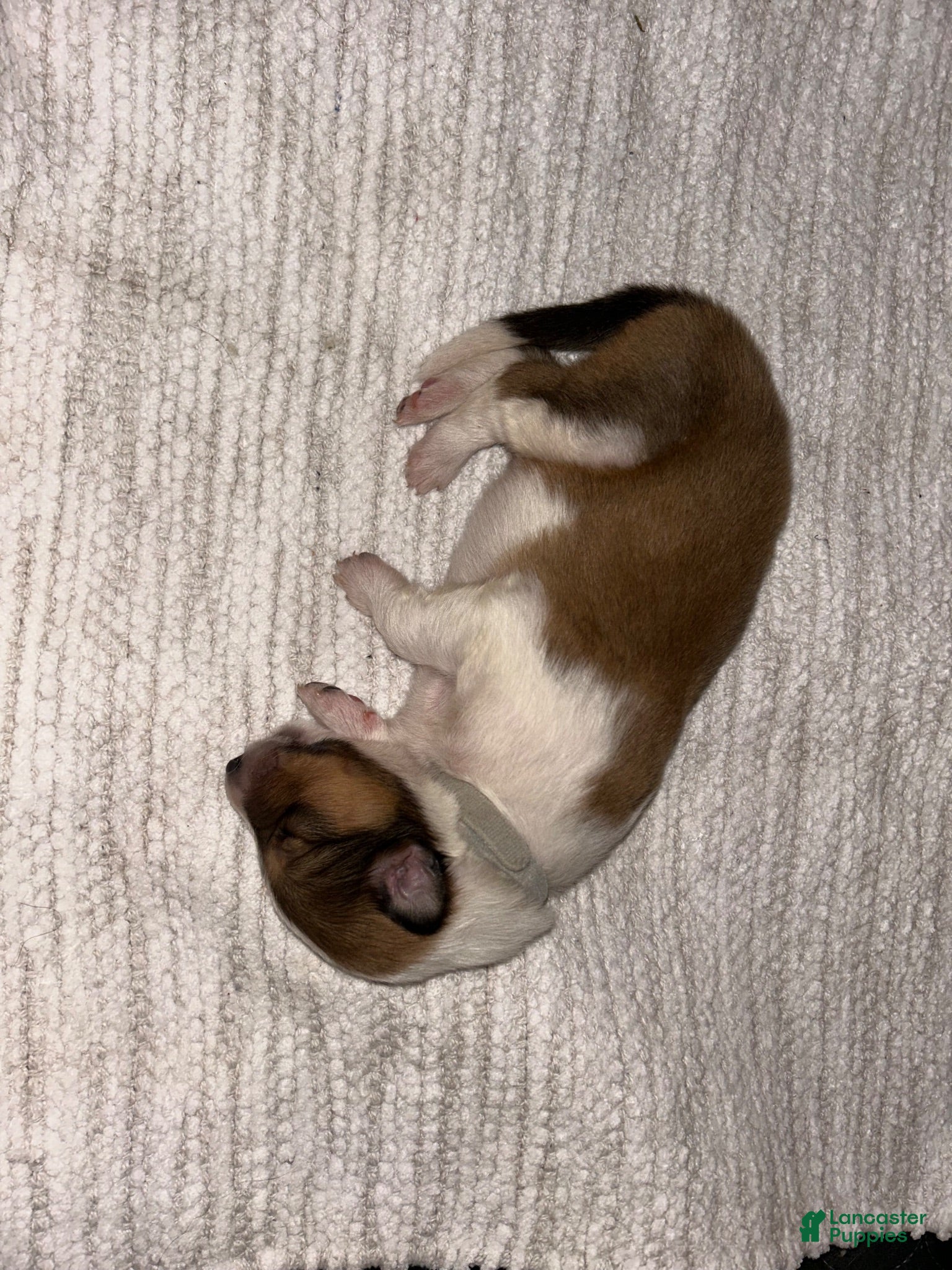 Collie dogs Alfie - reserved for Jeannette - Ad 1