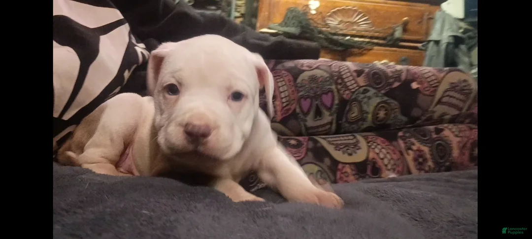 American Staffordshire Terrier dogs for sale: American Staffordshire Terrier Puppy 6 - Ad 11