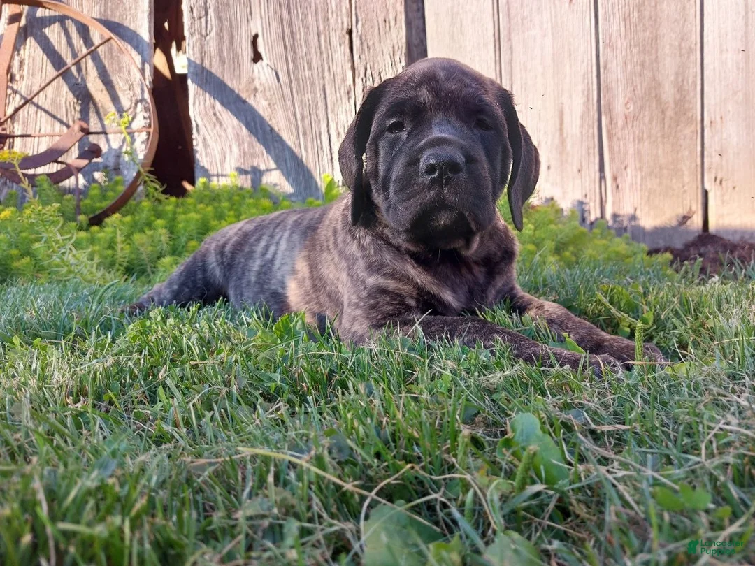 English Mastiff dogs for sale: Marjorie - Ad 1