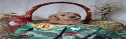 Mini Goldendoodle dogs for sale: Mini Goldendoodle, Braden - Ad 3