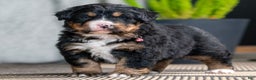 Bernese Mountain Dog dogs for sale: Cambria - Ad 3