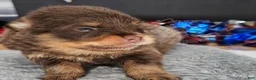 Pomeranian dogs for sale: Pepper's Blame It On The Boogie - "Boogie" - Ad 32
