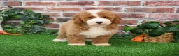 Mini Goldendoodle dogs for sale: Rigatoni - Ad 4