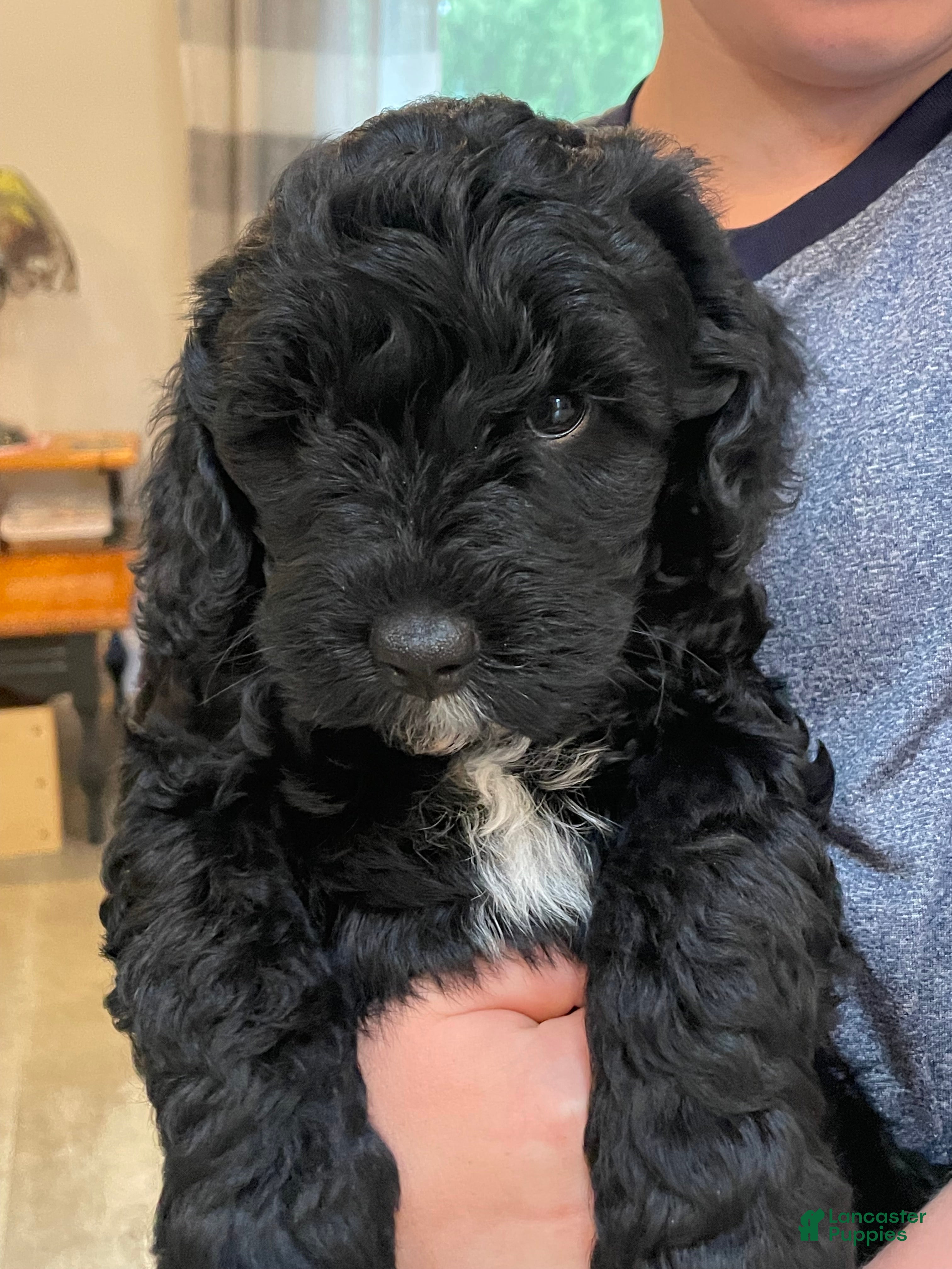 Miniature Poodle dogs Connie - Ad 1