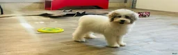 Miniature Poodle dogs for sale: Dimples Miniature Poodle  - Ad 3