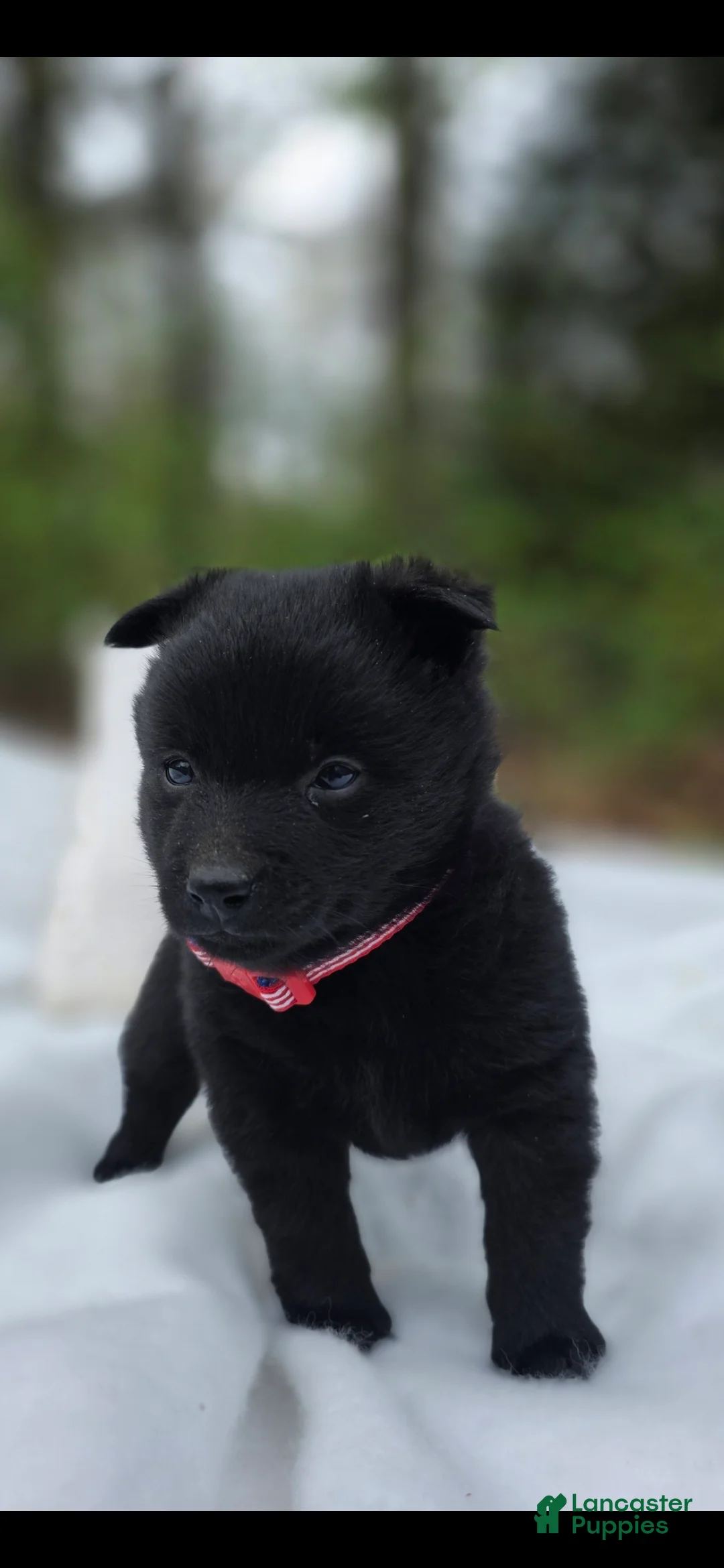 Schipperke dogs for sale: Schipperke Puppy 1 - Ad 2