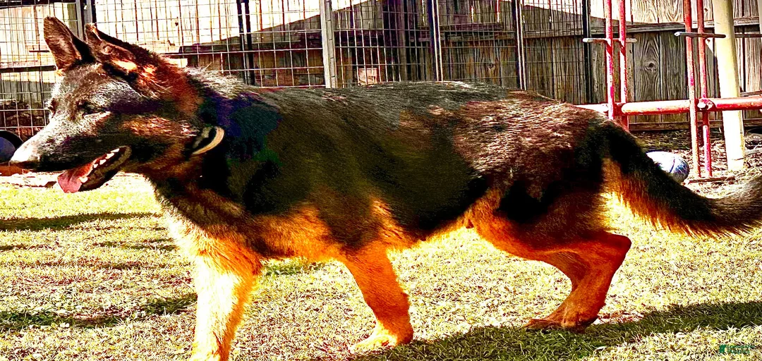 Gallery Image {{count}}