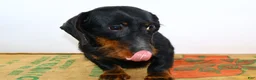 Dachshund dogs for sale: Dachshund Puppy 1 - Ad 3