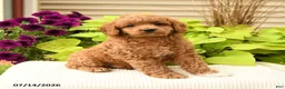 Cavapoo dogs for sale: Bubbles - Ad 5