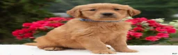 Golden Retriever dogs for sale: Karly  - Ad 3