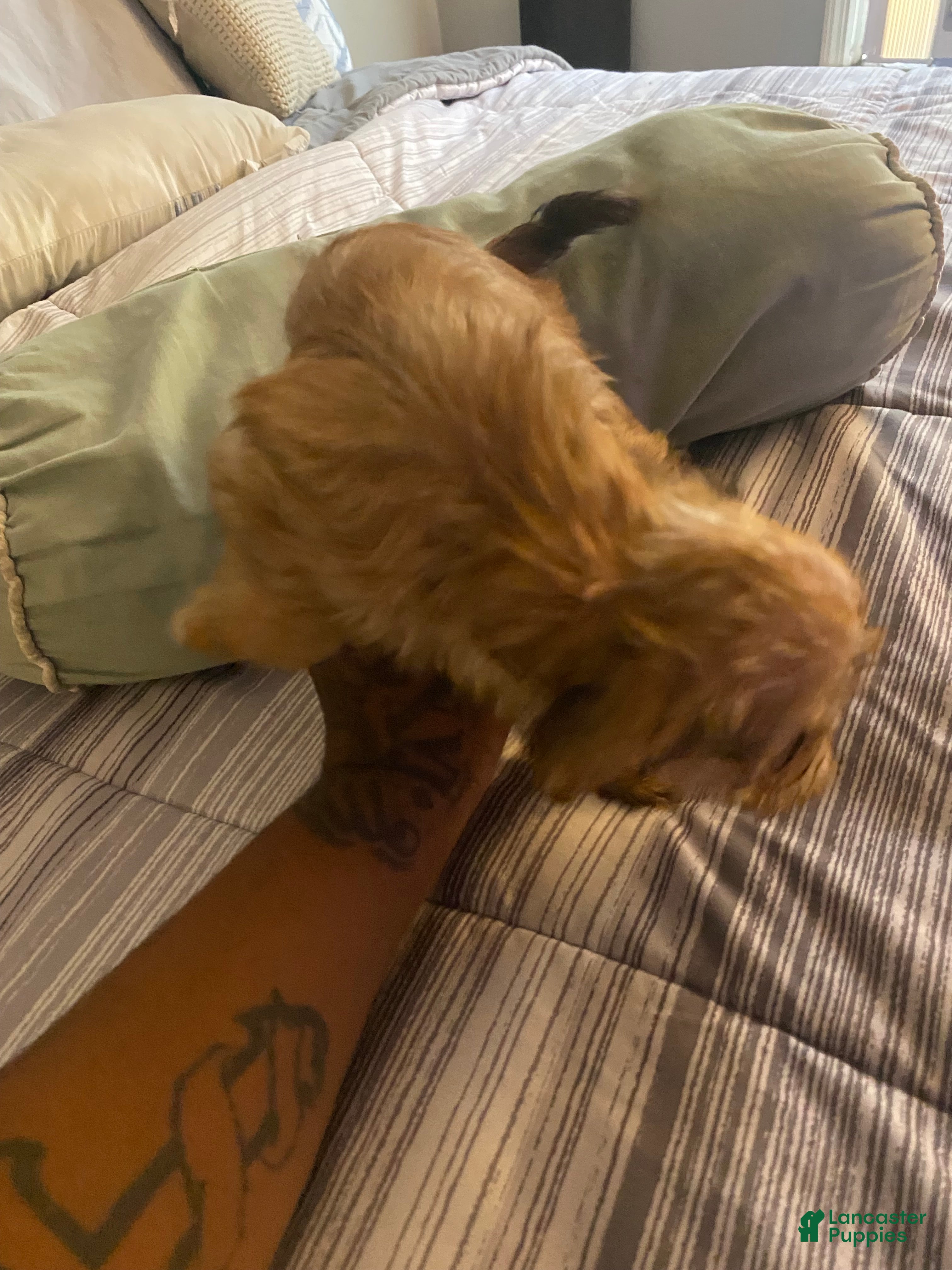 Yorkshire Terrier dogs Yorkshire Terrier 4 - Ad 2