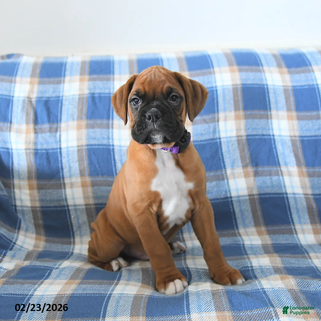 Boxer dogs for sale: Chief - Ad 1