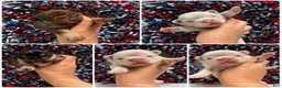 French Bulldog dogs for sale: Thistle - Ad 6