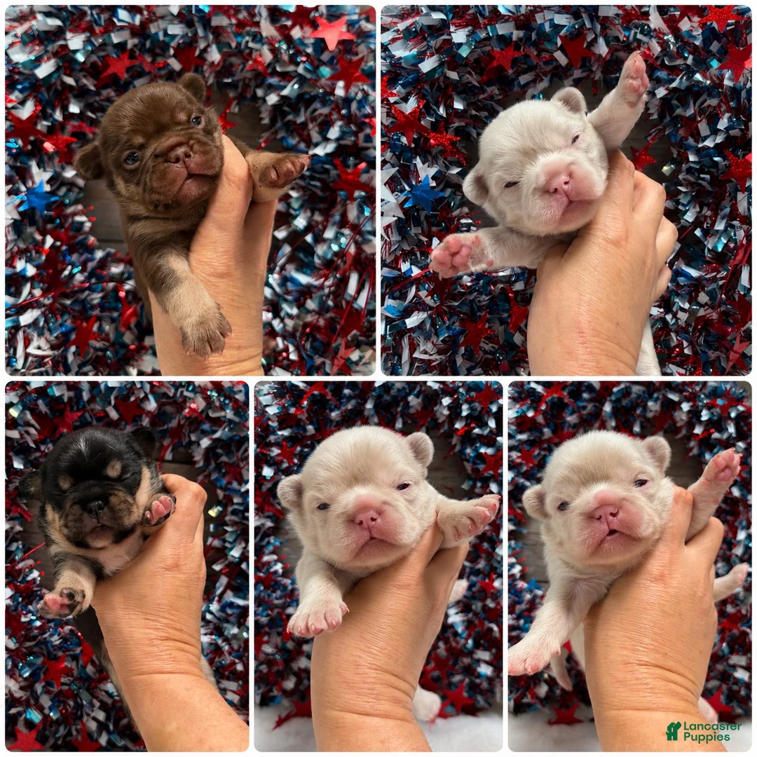 French Bulldog dogs for sale: Thistle - Ad 6