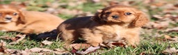 Cavalier King Charles Spaniel dogs for sale: Angel - Ad 2