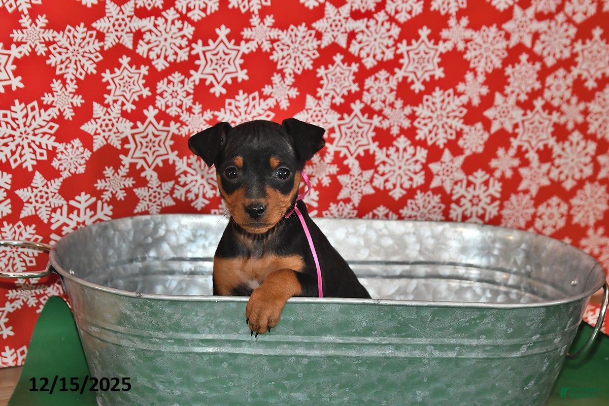 Miniature Pinscher dogs Charlotte - Ad 2