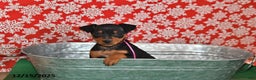 Miniature Pinscher dogs for sale: Charlotte - Ad 1