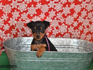 Miniature Pinscher dogs Charlotte - Ad 22