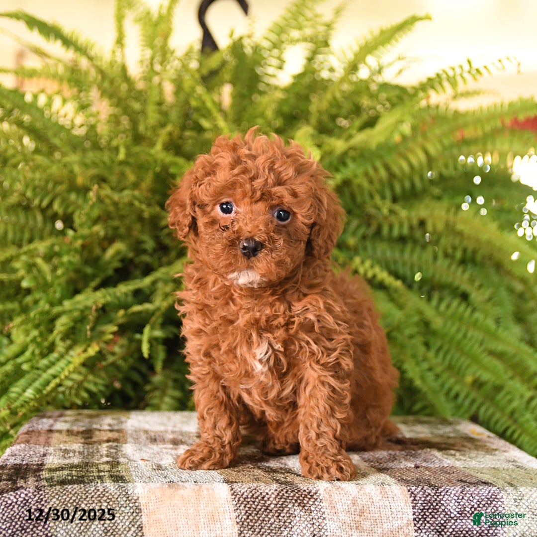 Havapoo dogs for sale: Redhead - Ad 3