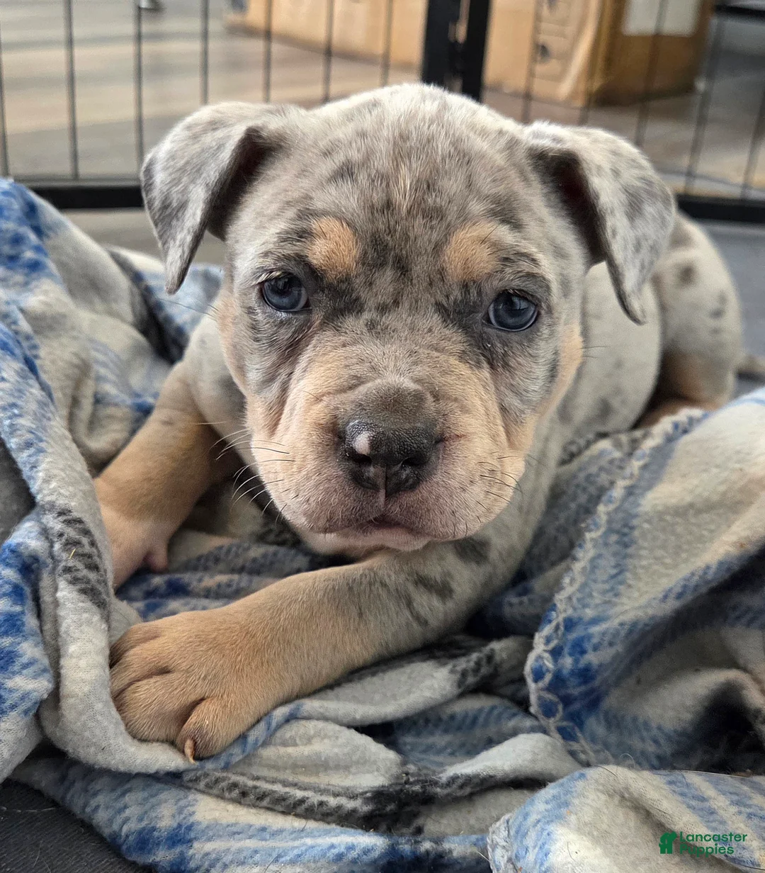 American Bulldog dogs for sale: Blue Merle Female (Pink) - Ad 1