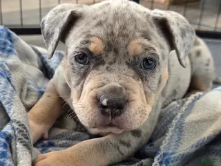 American Bulldog dogs Blue Merle Female (Pink) - Ad 7