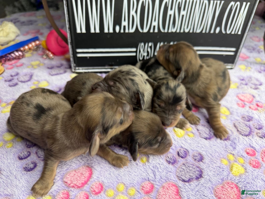 Miniature Dachshund dogs for sale: Dapple - Ad 2