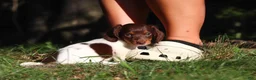 Miniature Dachshund dogs for sale: Shane - Ad 10