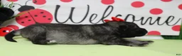 Keeshond dogs for sale: Anna - Ad 4