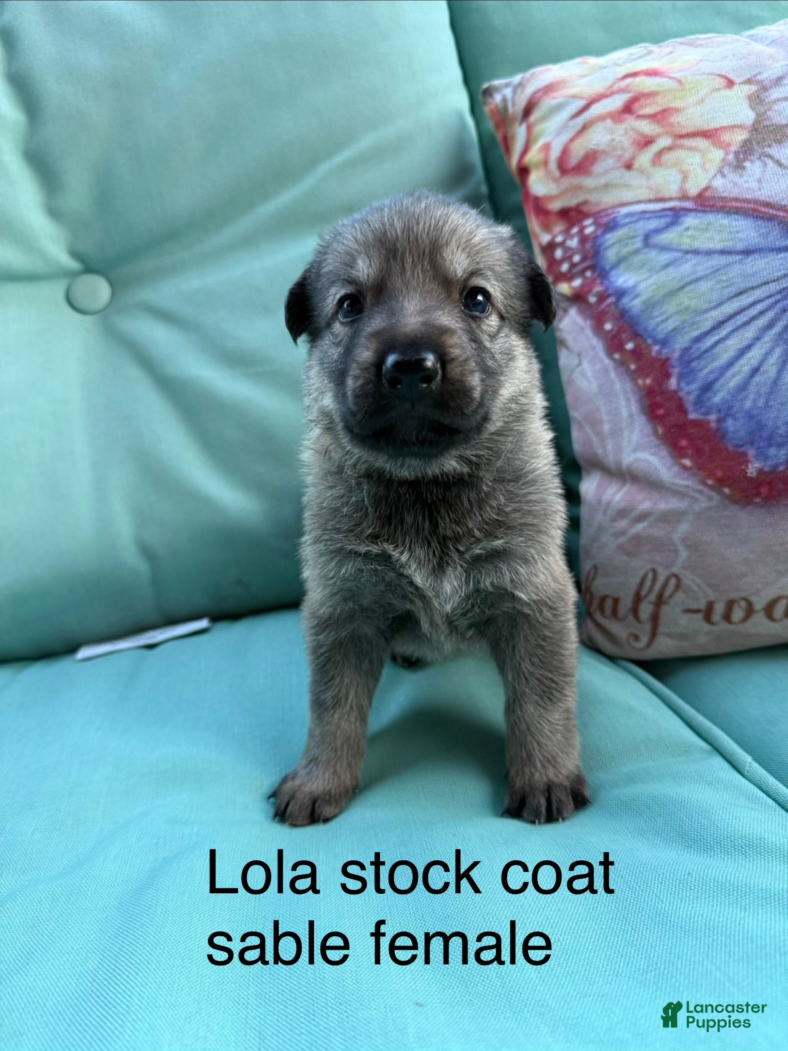 German Shepherd dogs Lola - Ad 1