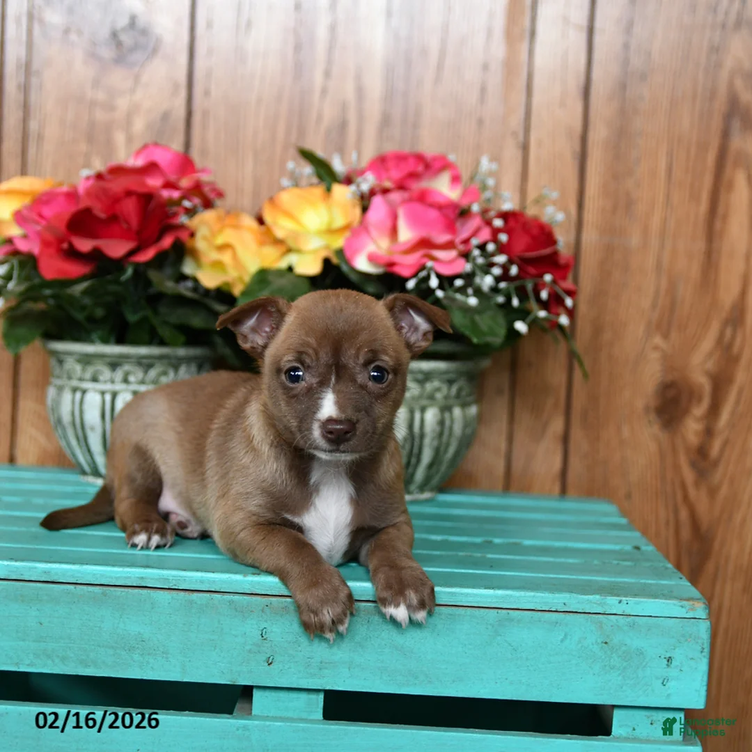 Chihuahua dogs for sale: Lady - Ad 2