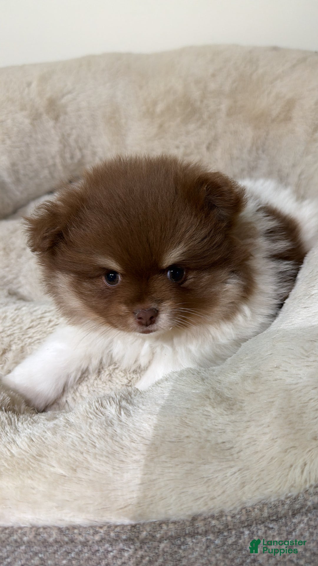 Pomeranian dogs for sale: Simba  - Ad 2