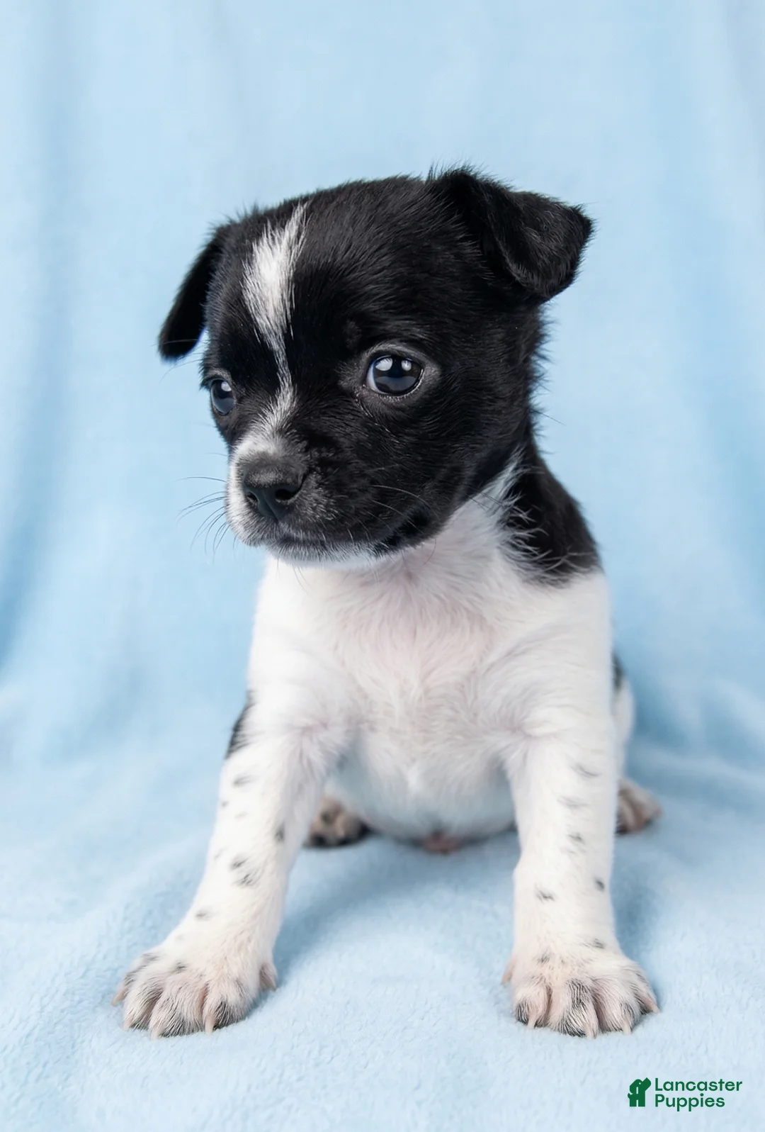 Mixed Breed dogs for sale: Duke - Ad 3